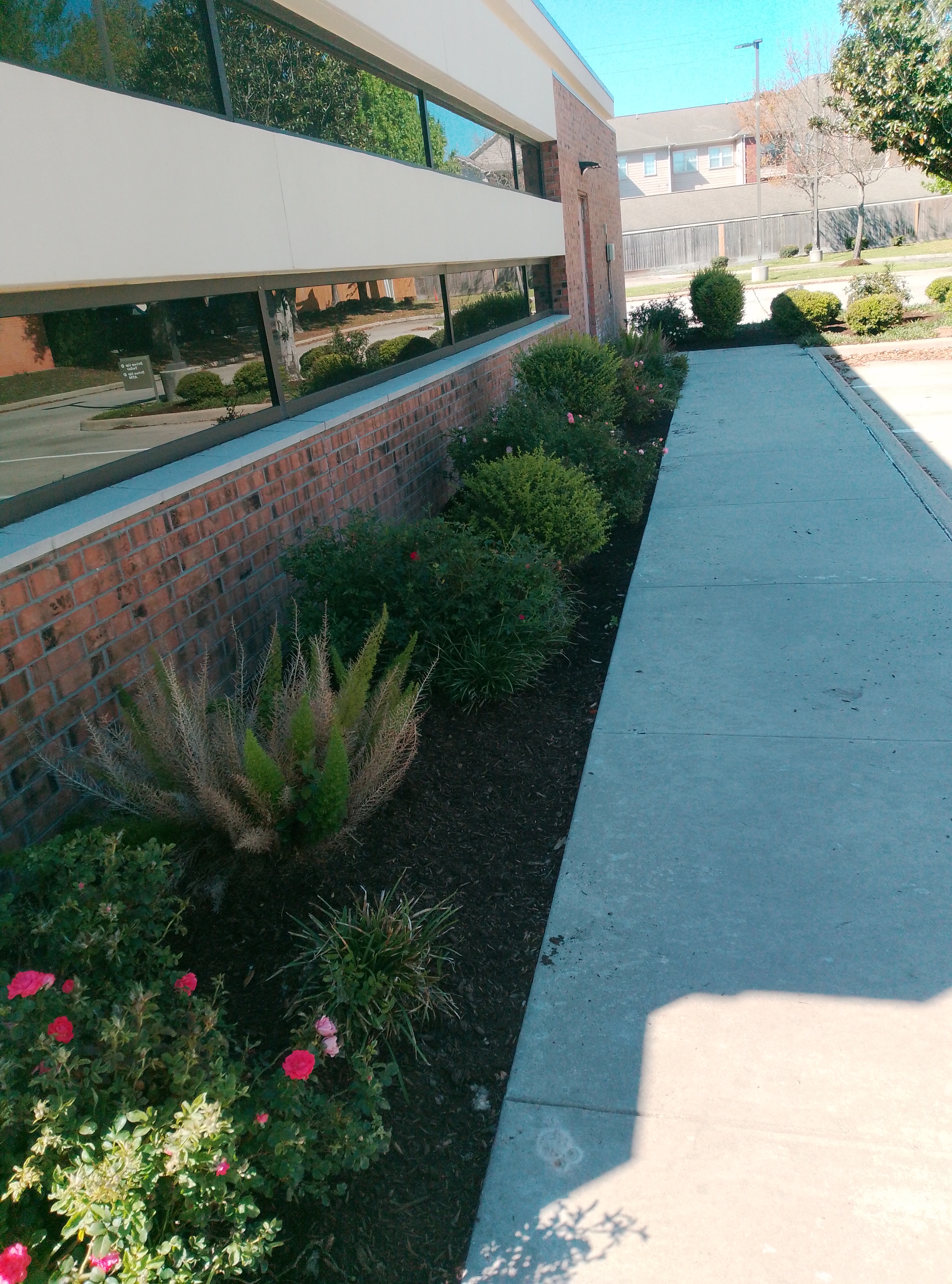 Landscape Renovation