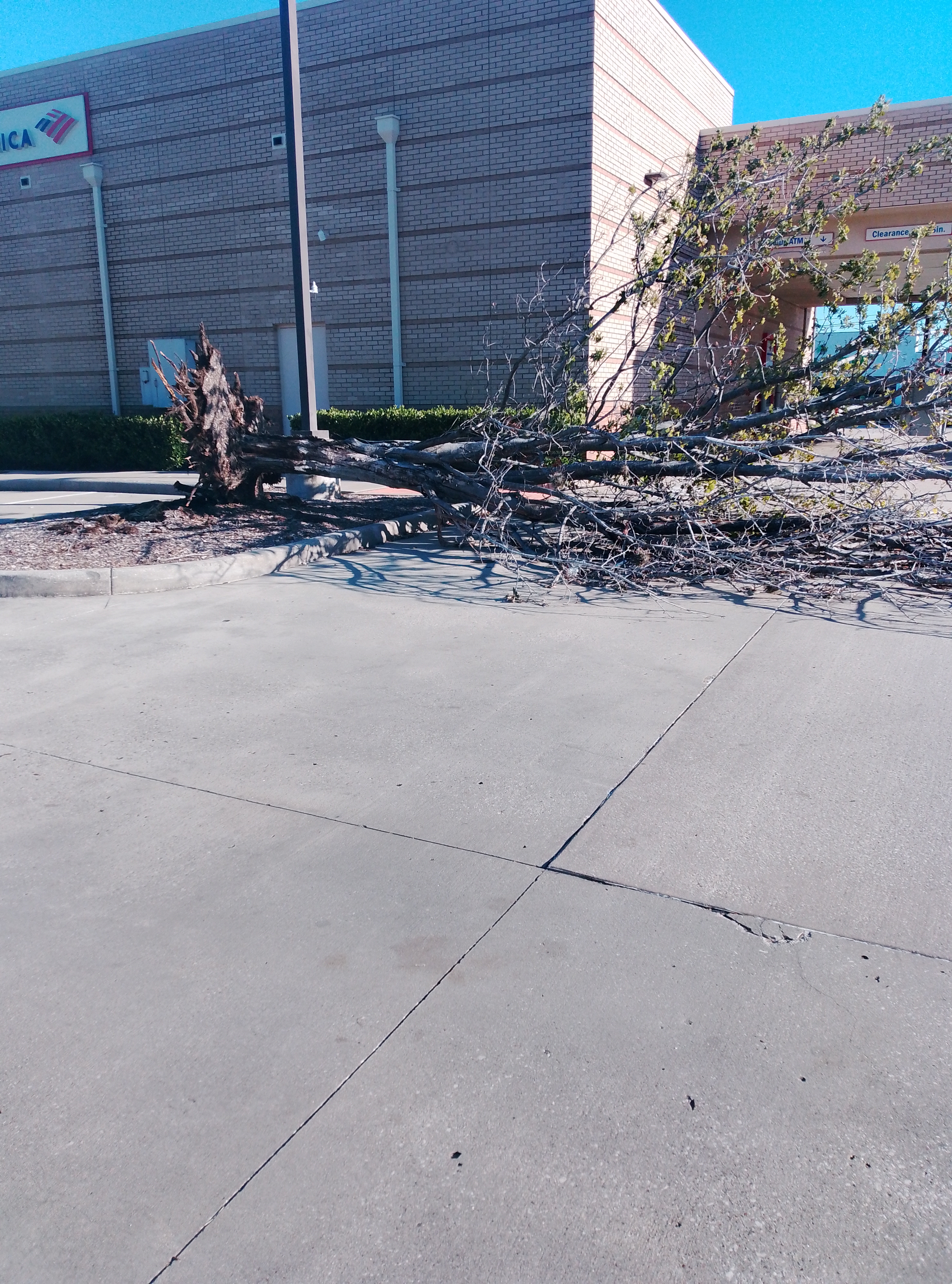 Tree Services